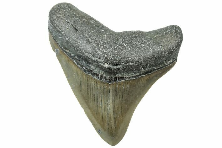 Serrated, Juvenile Megalodon Tooth - North Carolina #311851